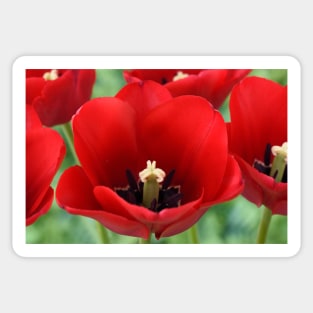 Tulip Sticker